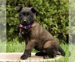 Small Belgian Malinois