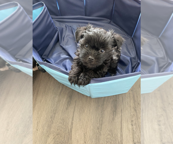 Medium Photo #10 Havashire-Mal-Shi Mix Puppy For Sale in FLEMING ISLAND, FL, USA
