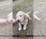 Small Photo #5 Goldendoodle Puppy For Sale in MARION, SC, USA