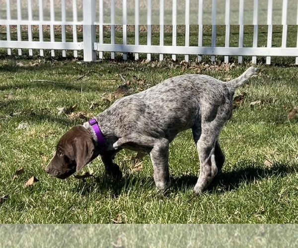 Medium Photo #4 German Shorthaired Pointer Puppy For Sale in STRAWBERRY POINT, IA, USA