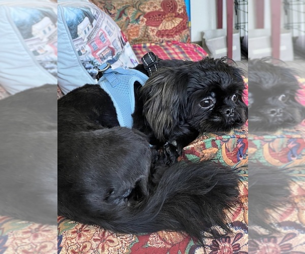 Medium Photo #2 Shih Tzu Puppy For Sale in FARMINGTON, NY, USA