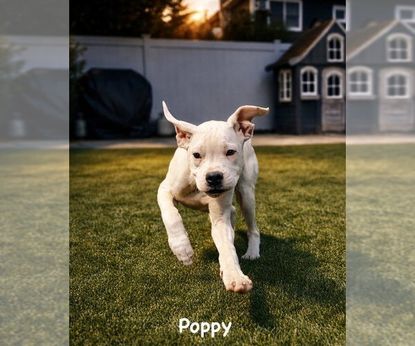 Medium Photo #1 Boxer-Unknown Mix Puppy For Sale in Dumont, NJ, USA