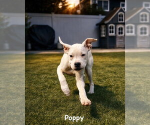 Boxer-Unknown Mix Dogs for adoption in Dumont, NJ, USA