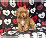 Small #8 Cavapoo