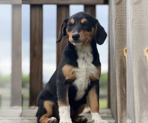 Beagle-Bernese Mountain Dog Mix Puppy for sale in CONVERSE, IN, USA
