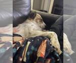 Small #3 Collie Mix