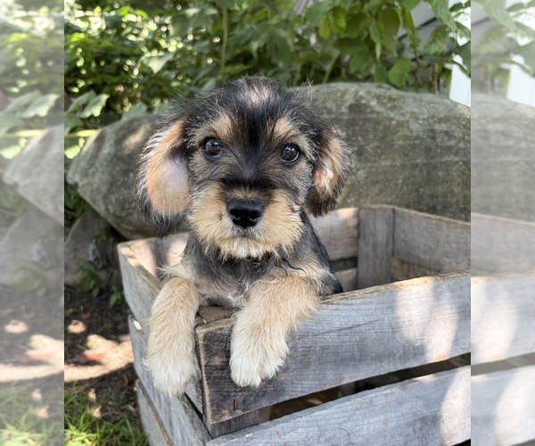 Medium Photo #3 Schnoodle (Miniature) Puppy For Sale in MIDDLEBURY, IN, USA