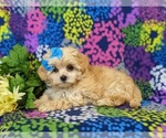 Small Photo #8 Maltipoo Puppy For Sale in ATGLEN, PA, USA