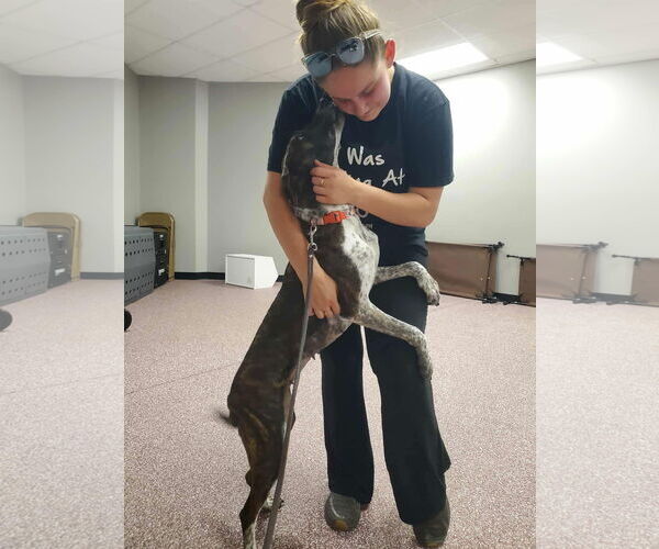 Medium Photo #10 Mountain Cur-Unknown Mix Puppy For Sale in Monterey, VA, USA