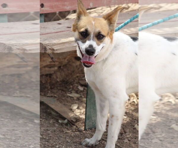 Medium Photo #1 Jack Russell Terrier-Texas Heeler Mix Puppy For Sale in El Centro, CA, USA