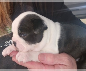 Faux Frenchbo Bulldog Puppy for sale in FT MYERS, FL, USA