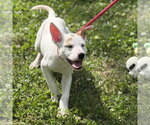 Small #2 Mutt