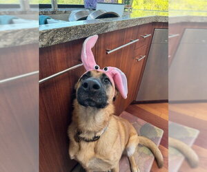 Ripley SJ - Female German Shepherd Dog Dog for Adoption - Photo #4