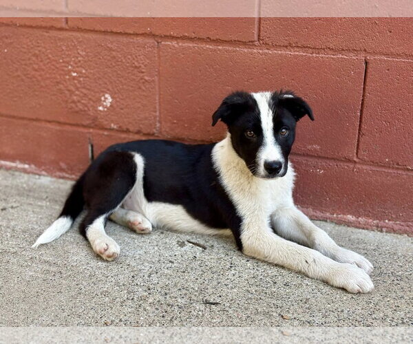 Medium Photo #1 Border Collie-Unknown Mix Puppy For Sale in Paso Robles, CA, USA