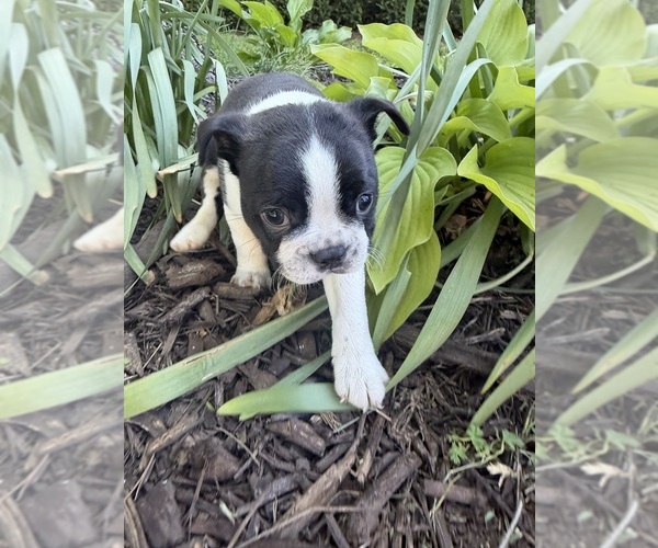 Medium Photo #6 Boston Terrier Puppy For Sale in FREDONIA, KS, USA