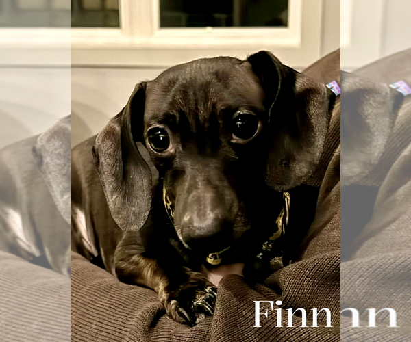 Medium Photo #1 Dachshund Puppy For Sale in Sioux Falls, SD, USA