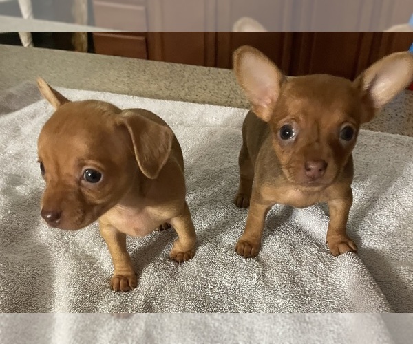 Medium Photo #1 Chihuahua Puppy For Sale in ECHO, AL, USA