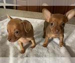 Image preview for Ad Listing. Nickname: Chihuahua