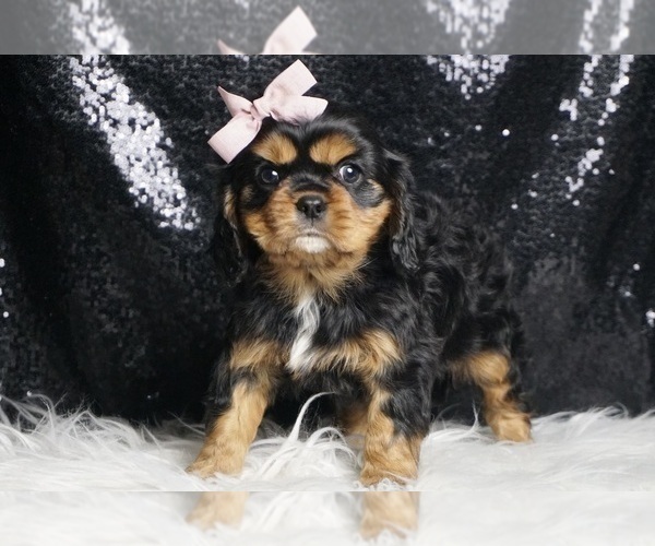 Medium Photo #9 Cavalier King Charles Spaniel Puppy For Sale in WARSAW, IN, USA