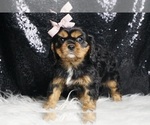 Small #8 Cavalier King Charles Spaniel