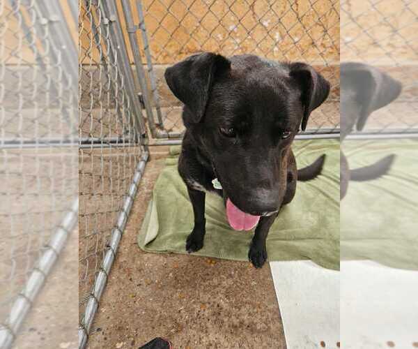 Medium Photo #1 Labrador Retriever-Unknown Mix Puppy For Sale in Calgary, Alberta, Canada