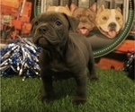 Small Photo #6 American Bully Puppy For Sale in WOLCOTT, CT, USA