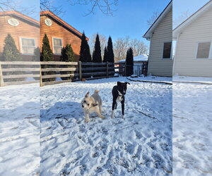 Ace - Male American Pit Bull Terrier-Chow Chow Mix Dog for Adoption - Photo #8