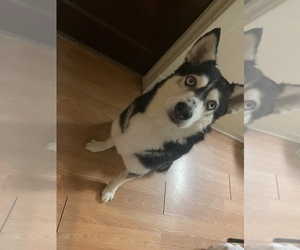 Siberian Husky Puppy for sale in CHICAGO, IL, USA