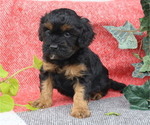 Small Photo #21 Cavapoo Puppy For Sale in THORP, WI, USA