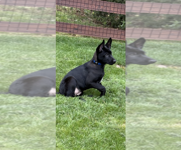 Medium Photo #2 Mutt Puppy For Sale in Imlay City, MI, USA
