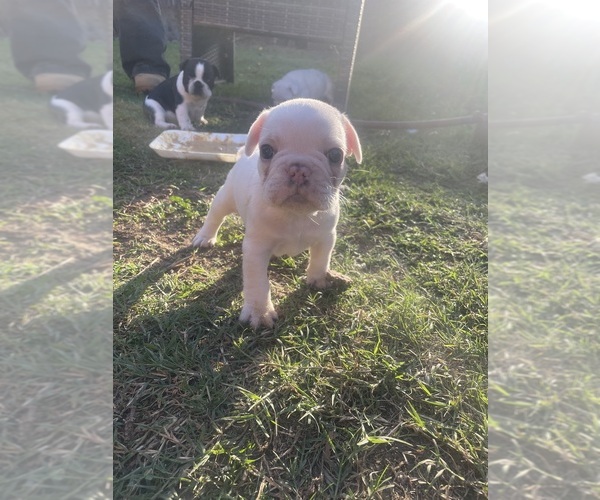 Medium Photo #21 French Bulldog Puppy For Sale in ARLETA, CA, USA