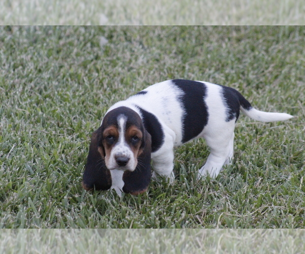 Medium Photo #71 Basset Hound Puppy For Sale in MEMPHIS, MO, USA