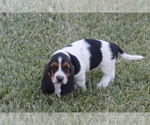 Small Photo #71 Basset Hound Puppy For Sale in MEMPHIS, MO, USA