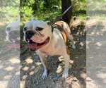 Small Photo #6 American Bulldog Puppy For Sale in New York, NY, USA
