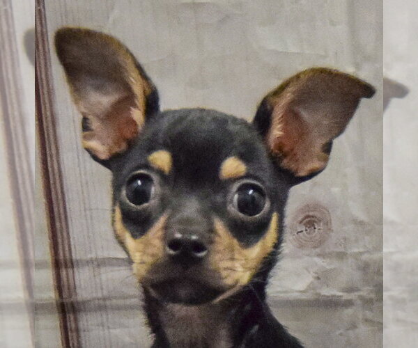 Medium Photo #7 Chihuahua Puppy For Sale in Huntley, IL, USA