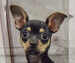 Small #6 Chihuahua