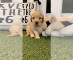 Small #4 Goldendoodle