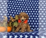 Small Photo #2 Miniature Labradoodle Puppy For Sale in NOTTINGHAM, PA, USA