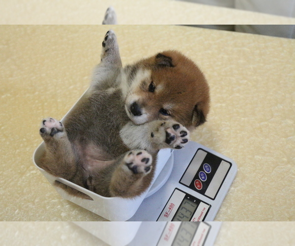 Medium Photo #1 Shiba Inu Puppy For Sale in Taipei, Taiwan, Taiwan