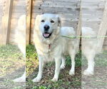 Small Photo #10 Great Pyrenees Puppy For Sale in Spring, TX, USA