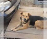 Small #9 German Shepherd Dog Mix