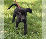Small #1 Mutt