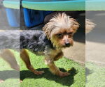 Small #1 Mutt