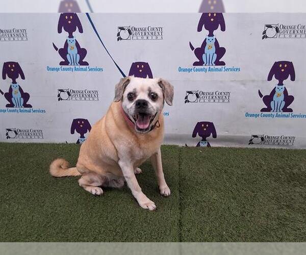 Medium Photo #1 Puggle Puppy For Sale in Orlando, FL, USA