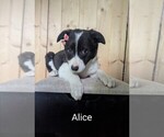 Small #1 Border-Aussie