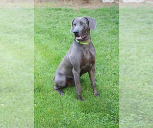 Father of the Weimaraner puppies born on 05/19/2019