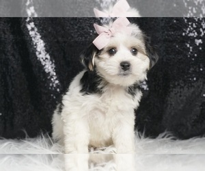 Medium Morkie