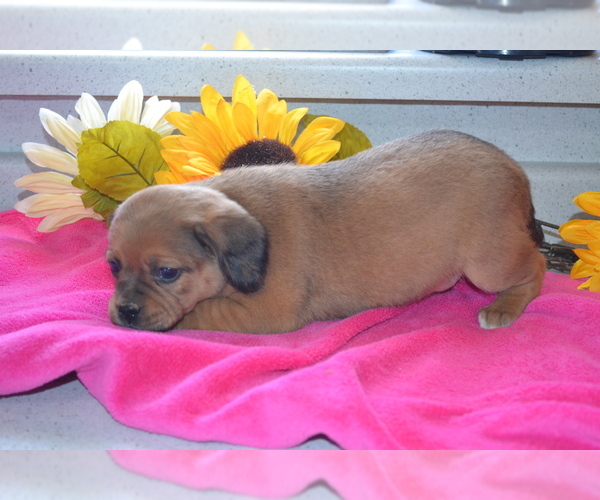 Medium Photo #34 Jug Puppy For Sale in GREENWOOD, WI, USA