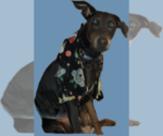 Small Photo #1 Doberman Pinscher Puppy For Sale in CLINTON, OH, USA
