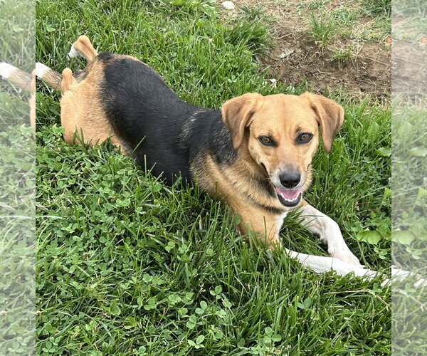 Medium Photo #2 Beagle Puppy For Sale in Batavia, OH, USA